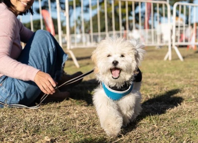 Se realizará un nuevo operativo gratuito de vacunación para perros y gatos