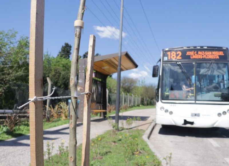 VIDEO | Plantan más de 1400 árboles nuevos en San Miguel