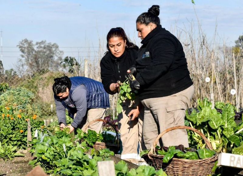 La Huerta Demostrativa del Municipio cosechó sus hortalizas y las donó a una ONG